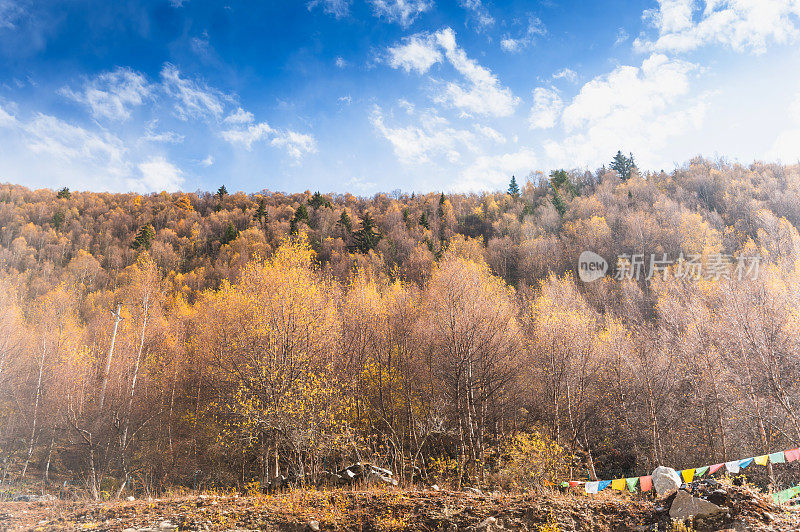 五彩缤纷的自然景观，亚丁/香格里拉山的秋天，中国，西藏